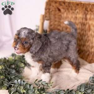 Caroline, Mini Bernedoodle Puppy